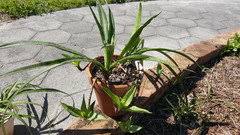 Image result for Sansevieria dooneri