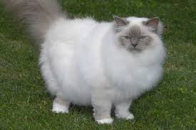 Birman Cat Club Of Australia Birman Cat Information