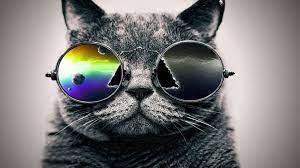 Download Cat Wallpapers To Your Cell Phone Cat Galaxy Shades 2048 1365 Galaxy Cat Wallpaper 32 Wallpapers Adorable Wal Hipster Cat Cat Wallpaper Pet Birds