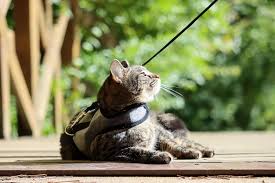 Village pets & supplies, santa rosa, ca. Village Pets Supplies Facebook