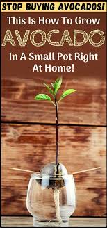 Let's be real, we all snack. Stop Buying Avocados Here S How To Grow An Avocado Tree In A Small Pot At Home Garden Plants Vegetable Planting Herbs Potted Fruit Trees
