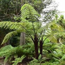 Image result for Cyathea mildbraedii