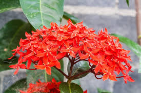 Image result for Ixora sp. A