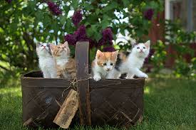 Most cats will hide instead of run when they're lost or in a scary situation. A Guide For First Time Cat Owners Scratchpay