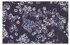 HAP1 Cell Culture Guidelines