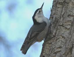 Woodpecker pecking is a direct strike towards a single target embedded in the bark or the outer layer of the sapwood. Backyard Bird Identification Pileated Woodpecker Downy Woodpecker Nuthatches