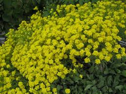 This plant has a draped growth habit with flowers that resemble lilacs and butterfly bush flowers. Perennials For Sun Phelan Gardens