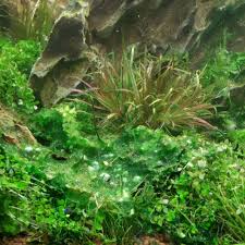 To get rid of green water, you can blackout the tank for at least a week, which is hard on your plants. That Green Slime Algae In Your Aquarium How To Remove Blue Green Alg Aquapros