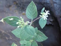 Image result for Virectaria major