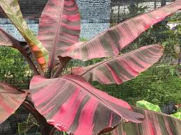 Image result for Musa sp. (Ornamental bananas)