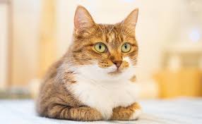 この猫の座り方って病気？7種類の座り方から猫の気持ちを解説！ | ペット保険比較のピクシー