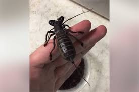 Bug be gone pest control is a southwest virginia pest control company that is locally owned by charles shortridge and family. Man Charged After Scorpions Spiders And More Seized From Surrey Home Surrey Now Leader