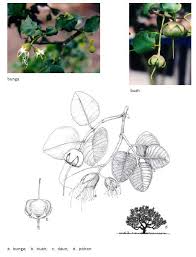 Image result for Sonneratiaceae