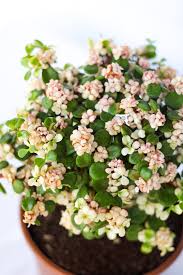 Image result for Cordia afra