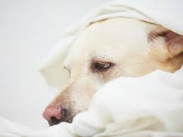 Tap the comb onto a paper towel or white piece of paper to easily spot fleas. Alopecia X In Dogs Black Skin Disease In Dogs Petmd