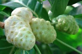 Obat herbal darah tinggi lainnya adalah kayu manis. Ubat Tradisional Darah Tinggi Dan Kencing Manis Kosong Kerji