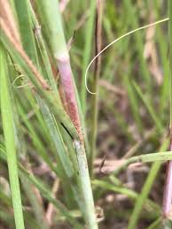 Image result for Schizachyrium sanguineum