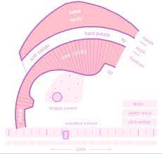 The sound is produced in the larynx, and different sounds that produce language are caused by the actions of the. Pink Trombone By Neil Thapen Experiments With Google