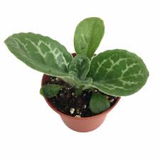 Where To Buy Cheap Plants Online Kitchn Plants Cheap Plants Online Cheap Plants