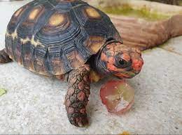 Red Footed Tortoise Care Everything You Need To Know Reptilehq