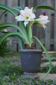 Check out our christmas amaryllis selection for the very best in unique or custom, handmade pieces from our flowers shops. Here She Grows How To Force Amaryllis In Time For The Holidays