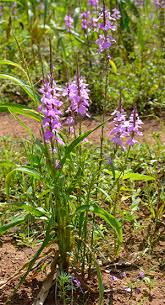 Image result for Striga