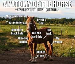 Anatomy Of The Horse Funny Horses Funny Horse Memes Horse Quotes Funny