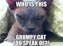 Really Grumpy Evil Cat Grumpy Cat Cat Memes
