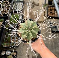 Image result for Euphorbia davyi