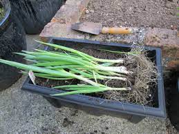 How To Grow Green Onions And Scallions From Seeds In Containers Dengarden