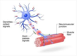 They receive and transmit signals to different parts of the body. Motor Neuron Disease Can Dietary Supplements Help