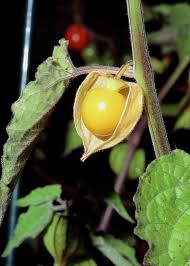 Image result for Physalis peruviana