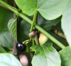 Image result for Cissus faucicola