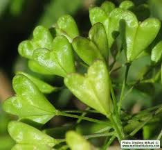 Image result for Capsella