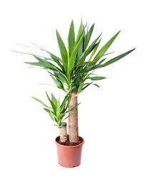 Wie denken sie darüber, warum sie nicht darüber nachdenken, warum sie nicht darüber nachdenken. Yucca Palme Richtig Pflegen Schneiden Und Vermehren