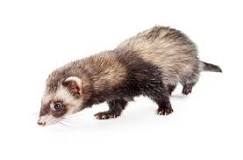 Are Ferrets Good Pets? What to Consider Before Getting One