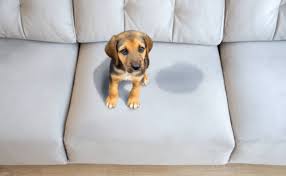 Cet article vous informe sur les conseils pour réussir le nettoyage d'un canapé. Comment Nettoyer L Urine De Votre Chien Sur Votre Canape