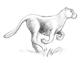 Follow up by connecting the 4 dots at 1.25 in (3.2 cm), 2.25 in (5.7 cm), and 3.5 in (8.9 cm), respectively. Drawing Of A Cheetah Easy Novocom Top