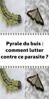 Pyrale Du Buis Comment Lutter Contre Ce Parasite Pyrale Du Buis Buis Insectes De Jardin