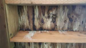 How To Remove Black Mold From Plywood Ask An Expert