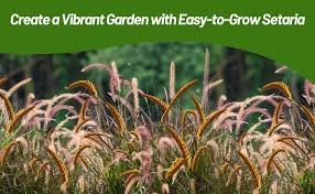 Image result for Setaria kagerensis