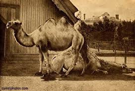 Very early on, scientists began grouping the living organisms under different categories. Hybrid Camel Alchetron The Free Social Encyclopedia