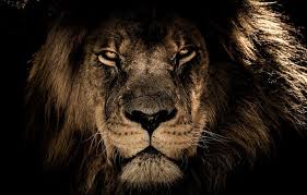 The color purple represents three types of cancer: 10 Animals That Symbolize And Represent Strength