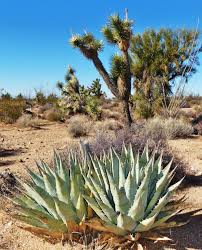Image result for Agave