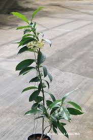Image result for hoya multiflora
