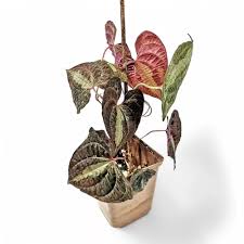 Image result for Dioscorea asteriscus