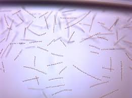 Image result for Microchloa altera