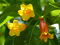 Image result for Sesbania goetzei