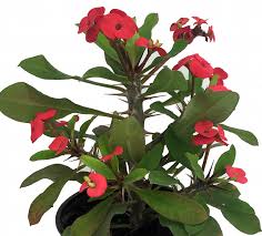 Image result for Euphorbia