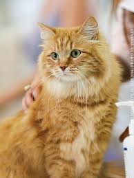 Persians love attention so don't forget to. Pretty Kitty Cats Beautiful Cats Orange Tabby Cats